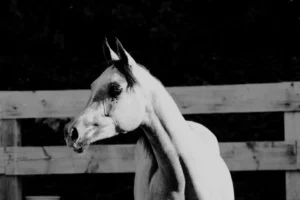 Photo de ELJE OCARINAH, pur-sang arabe passé au Haras de la Chataignière - Des Aubus