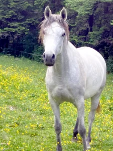 Photo de GAZA DES AUBUES, pur-sang arabe passé au Haras de la Chataignière - Des Aubus