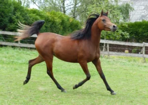 Photo de GRACEKELLY DES AUBUES, pur-sang arabe passé au Haras de la Chataignière - Des Aubus