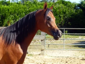 Photo de HADIYHAA DES AUBUES, pur-sang arabe passé au Haras de la Chataignière - Des Aubus