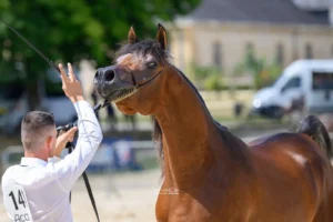 Photo de LORD DES AUBUS, pur-sang arabe passé au Haras de la Chataignière - Des Aubus