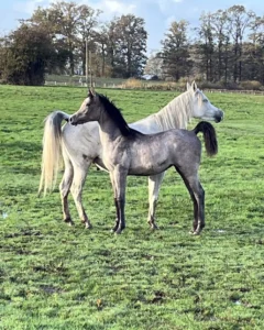 Photo de MYRAH DES AUBUES, pur-sang arabe passé au Haras de la Chataignière - Des Aubus