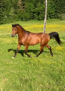 Photo de NABAB DES AUBUS, pur-sang arabe passé au Haras de la Chataignière - Des Aubus