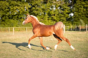 Photo de ORION DES AUBUS, pur-sang arabe passé au Haras de la Chataignière - Des Aubus