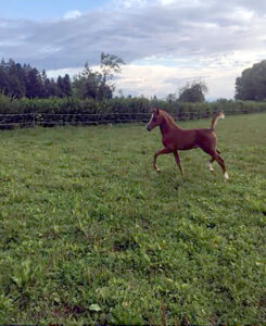 Photo de SAHIB DES AUBUS, pur-sang arabe passé au Haras de la Chataignière - Des Aubus