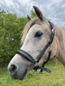 Photo de TINA DES AUBUES, pur-sang arabe passé au Haras de la Chataignière - Des Aubus