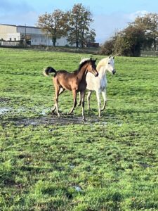 Photo de TURNER DES AUBUS, pur-sang arabe passé au Haras de la Chataignière - Des Aubus