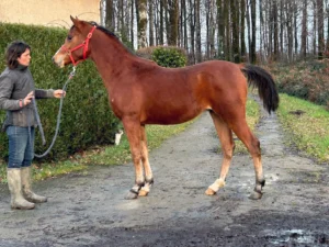 Photo de WART DES AUBUS, pur-sang arabe passé au Haras de la Chataignière - Des Aubus