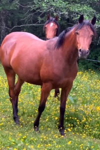 Photo de ZARQA DES AUBUES, pur-sang arabe passé au Haras de la Chataignière - Des Aubus