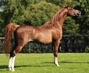 Photo de AINHOA LE BASQUE, pur-sang arabe passé au Haras de la Chataignière - Des Aubus