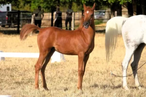 Photo de ALADIN DE SOLDI, pur-sang arabe passé au Haras de la Chataignière - Des Aubus
