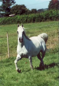 Photo de ALAIA EL ARAB, pur-sang arabe passé au Haras de la Chataignière - Des Aubus