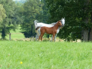 Photo de ALFICA DES AUBUES, pur-sang arabe passé au Haras de la Chataignière - Des Aubus