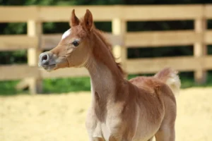 Photo de ALRAC DES AUBUS, pur-sang arabe passé au Haras de la Chataignière - Des Aubus