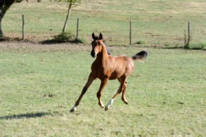 Photo de ANGE D'AVRIL DE SOLDI, pur-sang arabe passé au Haras de la Chataignière - Des Aubus
