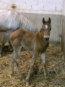 Photo de ANGELYSS DES AUBUES, pur-sang arabe passé au Haras de la Chataignière - Des Aubus