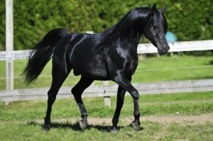 Photo de ARAGON DE SOLDI, pur-sang arabe passé au Haras de la Chataignière - Des Aubus