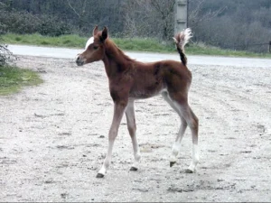 Photo de ARTIQUE DES AUBUES, pur-sang arabe passé au Haras de la Chataignière - Des Aubus