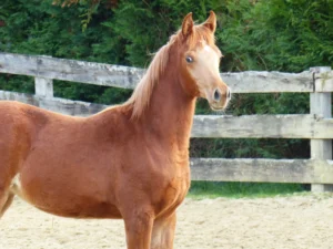 Photo de ASVAYA DES AUBUES, pur-sang arabe passé au Haras de la Chataignière - Des Aubus