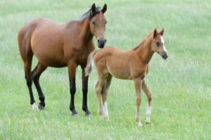 Photo de CASSALYA DE NAUTIAC, pur-sang arabe passé au Haras de la Chataignière - Des Aubus
