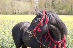 Photo de ESTA SKAZIR (BEL), pur-sang arabe passé au Haras de la Chataignière - Des Aubus