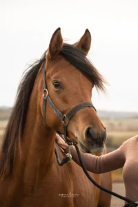 Photo de GHANIA DES AUBUES, pur-sang arabe passé au Haras de la Chataignière - Des Aubus
