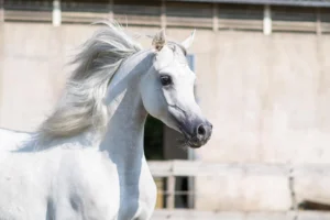 Photo de GK VALO (BEL), pur-sang arabe passé au Haras de la Chataignière - Des Aubus