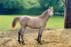 Photo de JIWAKI DES AUBUS, pur-sang arabe passé au Haras de la Chataignière - Des Aubus