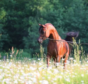 Photo de JYAR MEIA LUA (BRA), pur-sang arabe passé au Haras de la Chataignière - Des Aubus