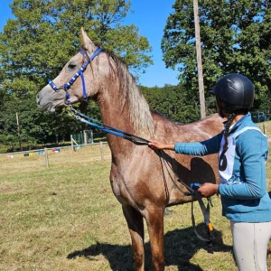 Photo de KAIS DE MACKINAC, pur-sang arabe passé au Haras de la Chataignière - Des Aubus
