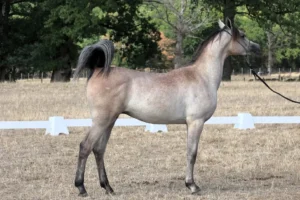 Photo de L'ANGE DES AUBUS, pur-sang arabe passé au Haras de la Chataignière - Des Aubus