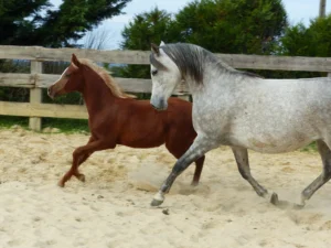 Photo de LARANDA AL BAYDAA (BEL), pur-sang arabe passé au Haras de la Chataignière - Des Aubus