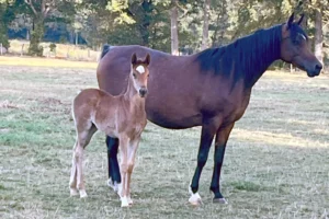 Photo de LARAYDAA DES AUBUES, pur-sang arabe passé au Haras de la Chataignière - Des Aubus