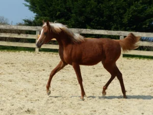 Photo de LARYA DES AUBUES, pur-sang arabe passé au Haras de la Chataignière - Des Aubus