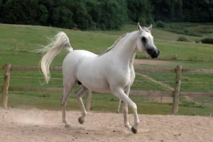 Photo de MAGIC-X-CELL (USA), pur-sang arabe passé au Haras de la Chataignière - Des Aubus