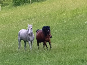 Photo de MAKLAIA DES AUBUES, pur-sang arabe passé au Haras de la Chataignière - Des Aubus