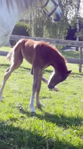 Photo de MARS DES AUBUS, pur-sang arabe passé au Haras de la Chataignière - Des Aubus