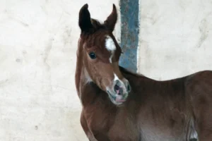Photo de MAXILIAN DES AUBUS, pur-sang arabe passé au Haras de la Chataignière - Des Aubus