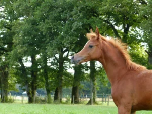Photo de MYSS TINE DES AUBUES, pur-sang arabe passé au Haras de la Chataignière - Des Aubus