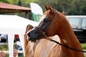 Photo de NIKOLAÏ DE PAWI, pur-sang arabe passé au Haras de la Chataignière - Des Aubus