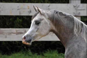 Photo de NYLIAN DES AUBUS, pur-sang arabe passé au Haras de la Chataignière - Des Aubus