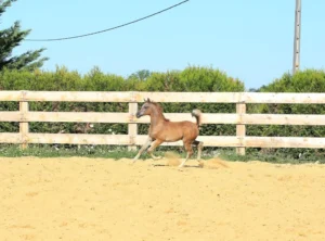 Photo de PACIFIC DES AUBUS, pur-sang arabe passé au Haras de la Chataignière - Des Aubus