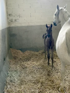Photo de PALINA DES AUBUES, pur-sang arabe passé au Haras de la Chataignière - Des Aubus