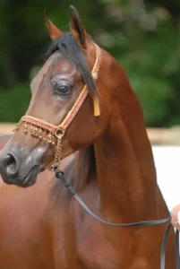 Photo de PAWIK EL MARWAN (BEL), pur-sang arabe passé au Haras de la Chataignière - Des Aubus