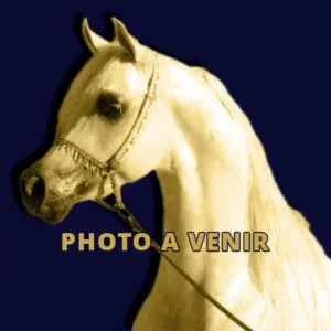 Photo de AINHOA QUEBELLA, pur-sang arabe passé au Haras de la Chataignière - Des Aubus