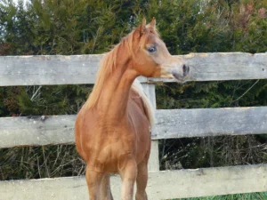 Photo de RAAN DES AUBUS, pur-sang arabe passé au Haras de la Chataignière - Des Aubus