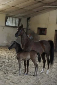 Photo de RAHYAN DES AUBUS, pur-sang arabe passé au Haras de la Chataignière - Des Aubus