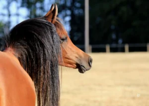 Photo de RAINIER DES AUBUS, pur-sang arabe passé au Haras de la Chataignière - Des Aubus