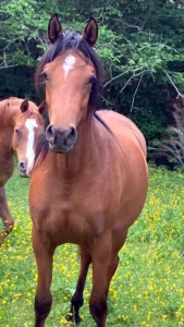 Photo de SHALOM DES AUBUES, pur-sang arabe passé au Haras de la Chataignière - Des Aubus