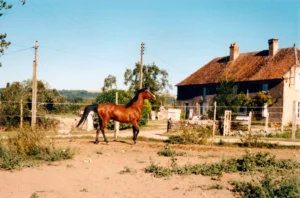 Photo de SHAMILAH MAKASSAR, pur-sang arabe passé au Haras de la Chataignière - Des Aubus